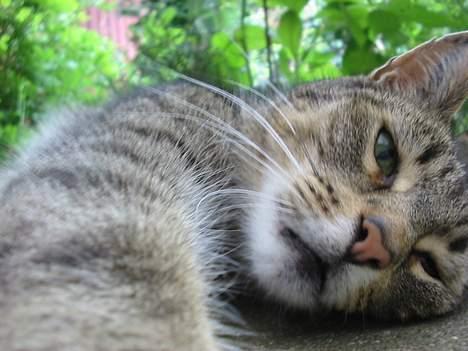 Huskat Mickey - R.I.P billede 2