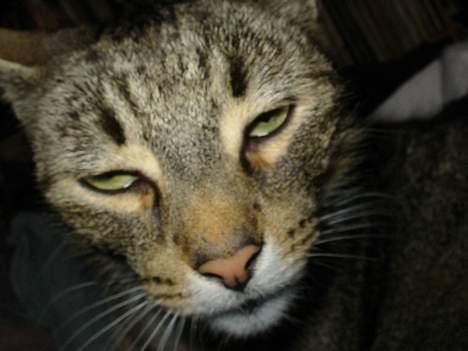 Huskat Mickey - R.I.P - stoner .. billede 3