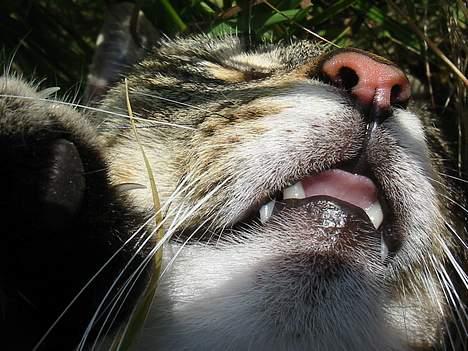 Huskat Mickey - R.I.P - closeup billede 4