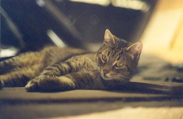 Huskat Mickey - R.I.P billede 5