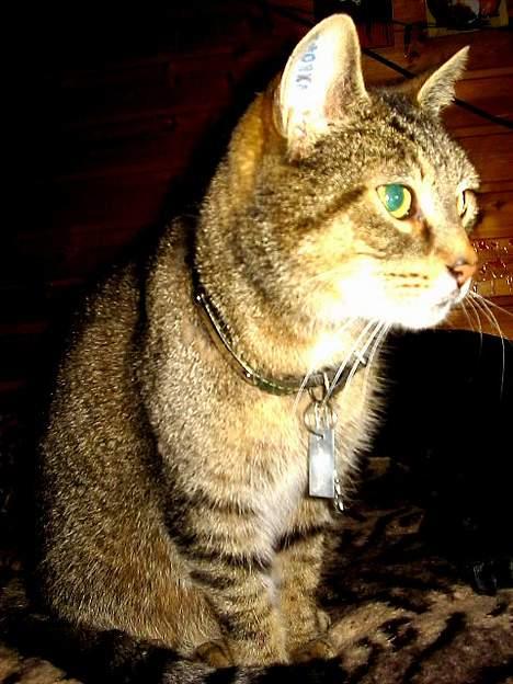 Huskat Mickey - R.I.P - han ser sød ud med hundehalsbånd (han går ikke med det til dagligt..) billede 6