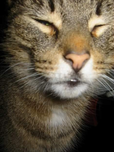 Huskat Mickey - R.I.P - hvad er det? Et kamera? Og en.. BLITZ! billede 7