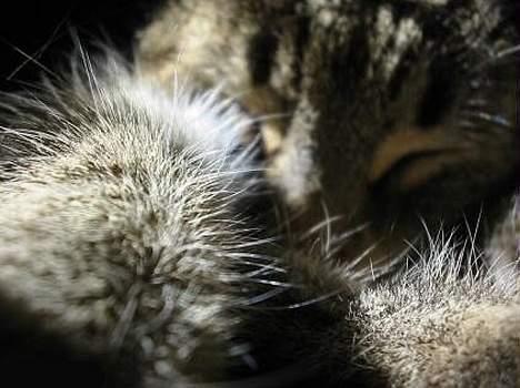 Huskat Mickey - R.I.P - en dejlig lille pelsklumb billede 8