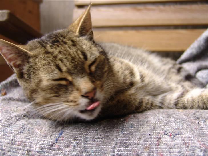 Huskat Mickey - R.I.P billede 9