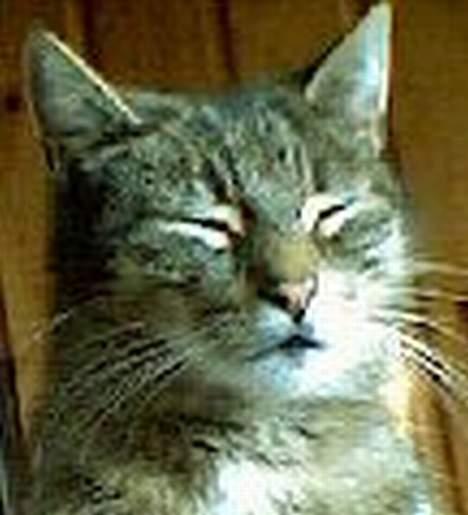 Huskat Mickey - R.I.P billede 10