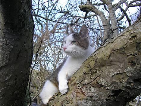 Blanding af racer Molly billede 1