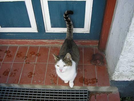 Blanding af racer Molly billede 2