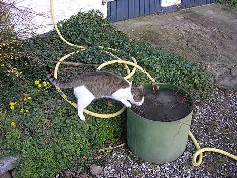 Blanding af racer Molly billede 3