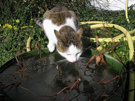 Blanding af racer Molly billede 4