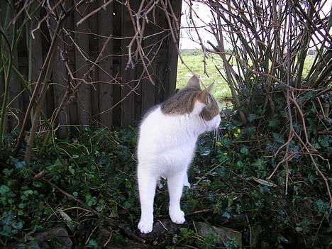 Blanding af racer Molly billede 5