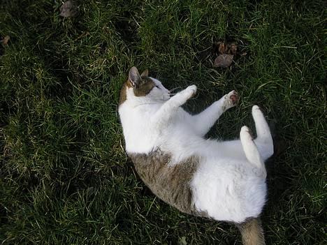 Blanding af racer Molly billede 6