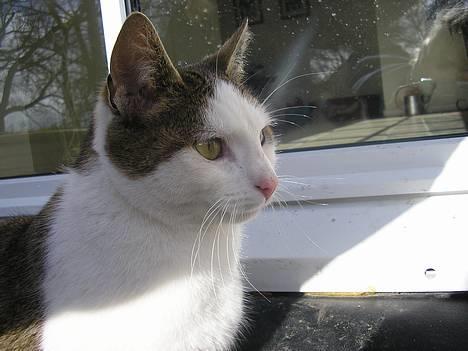 Blanding af racer Molly billede 7