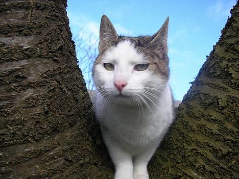 Blanding af racer Molly billede 9