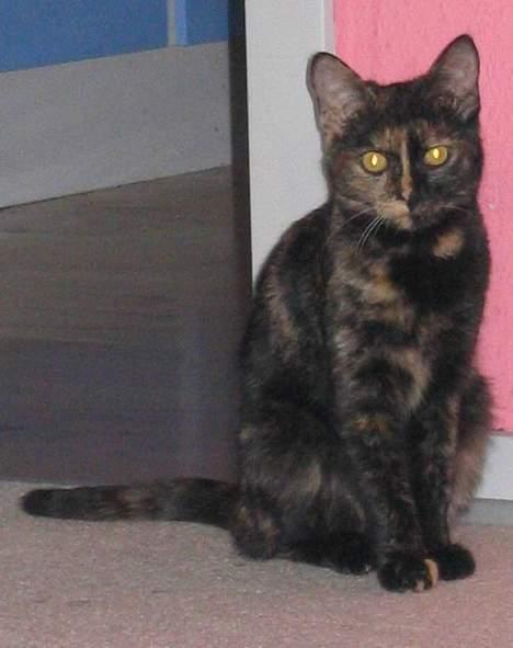 Blanding af racer Kronborgs Kisser - her sidder jeg godt.... billede 1