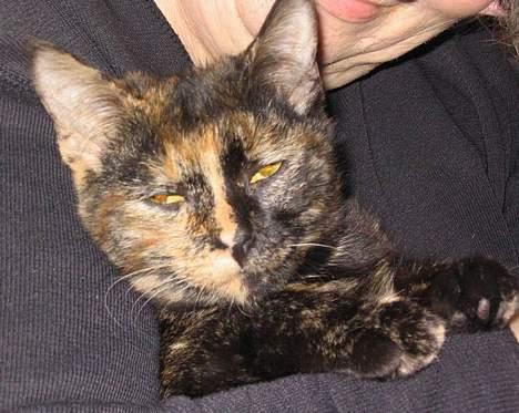 Blanding af racer Kronborgs Kisser - jeg sover billede 2