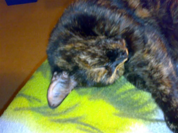 Blanding af racer Kronborgs Kisser - jeg drikker lige billede 3