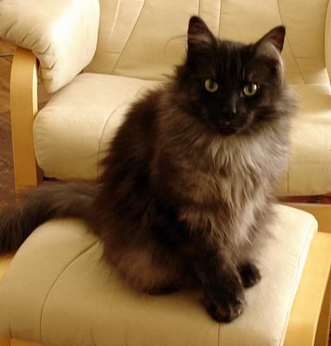 Norsk Skovkat "Muffe" 2001 -  - Gir´ pote billede 1