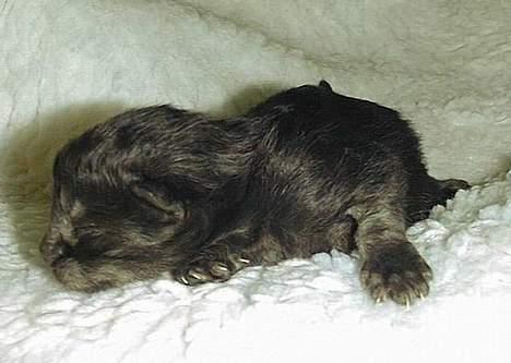 Norsk Skovkat "Muffe" 2001 -  - Her er jeg MEGET ny. billede 2