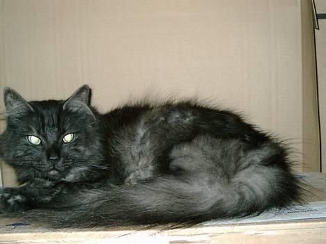 Norsk Skovkat "Muffe" 2001 -  - Hej med jer. billede 3