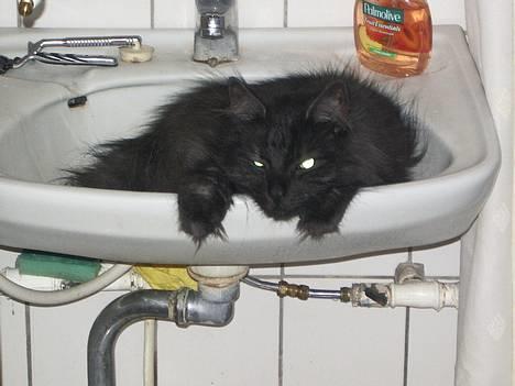 Norsk Skovkat "Muffe" 2001 -  - I må vaske hænder senere.... billede 4