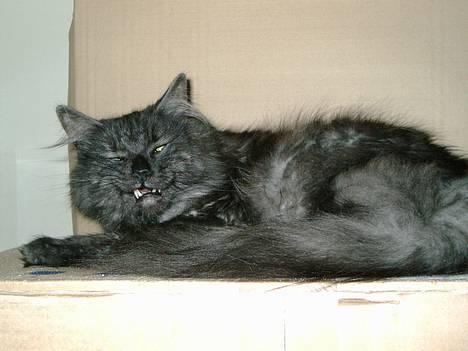 Norsk Skovkat "Muffe" 2001 -  - Er jeg ikke farlig  ;-) billede 5