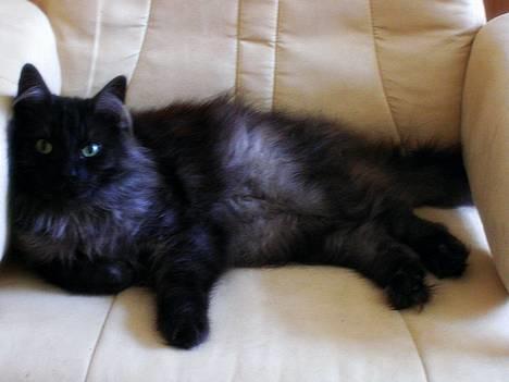 Norsk Skovkat "Muffe" 2001 -  - Hygger billede 6