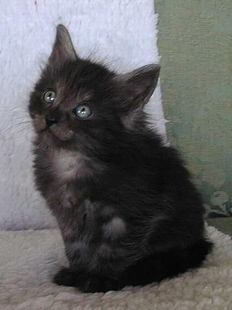 Norsk Skovkat "Muffe" 2001 -  - Mine chancer over for min mor vil nok være større idag.... billede 7