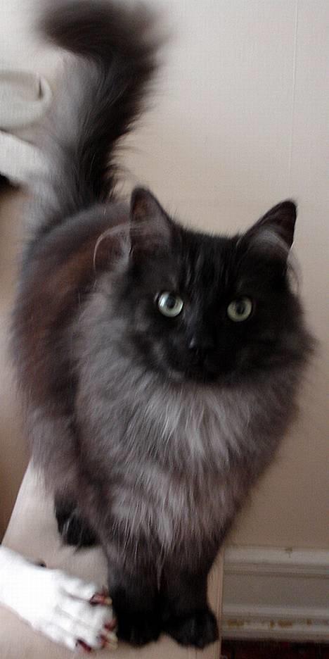 Norsk Skovkat "Muffe" 2001 -  - Er det sådan du vil ha at jeg skal sidde??? billede 8