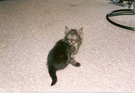 Norsk Skovkat "Muffe" 2001 -  - Ja, fotogen kan man ikke kalde mig.... Men jeg er faktisk smuk. billede 9