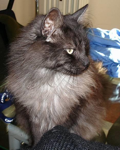 Norsk Skovkat "Muffe" 2001 -  - Tid til en slapper. billede 10