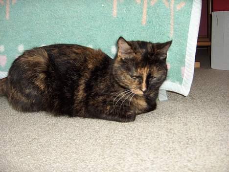 Blanding af racer Kronborgs Kisser - her er søde Kisser billede 4