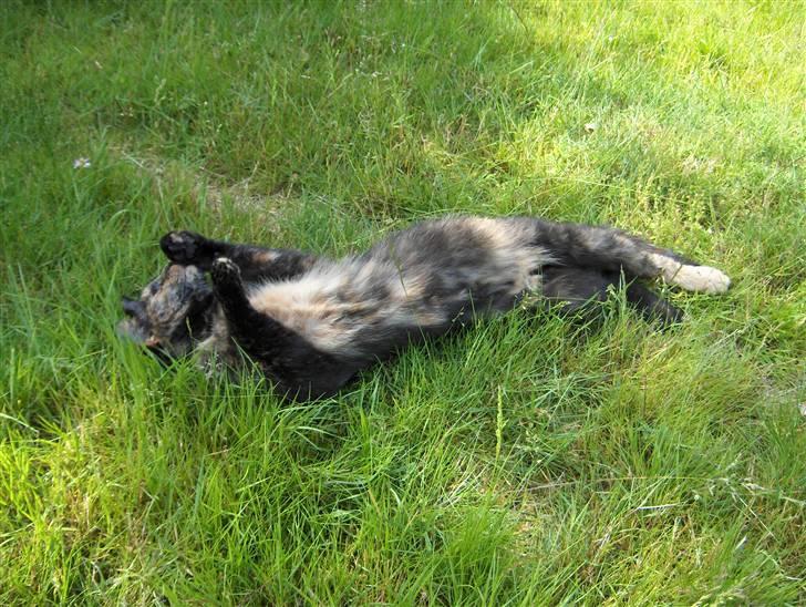 Blanding af racer Kronborgs Kisser - der er noget der er spændene billede 5