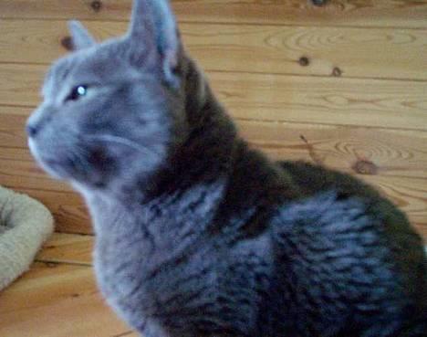 Korat Kitty R.I.P. - KItty i profil billede 5
