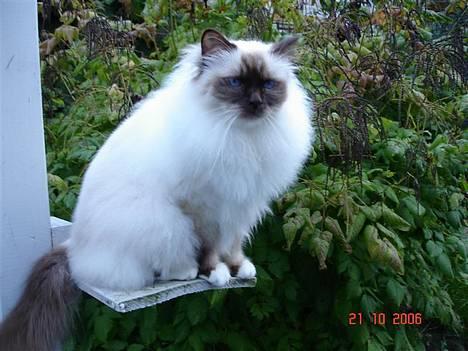 Hellig Birma DK Silky Sox Lupo R.I.P - Dejlige Olliebarn billede 3