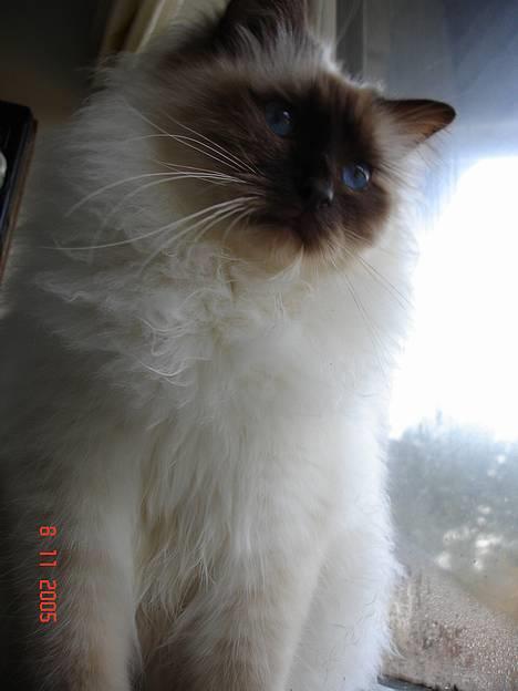 Hellig Birma DK Silky Sox Lupo R.I.P - eftertænksom billede 4