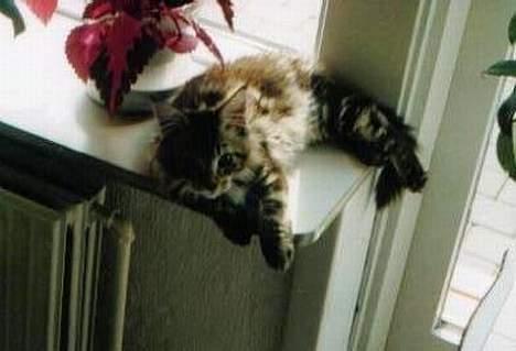 Maine Coon Djinni - U Jeg hygger mig billede 1