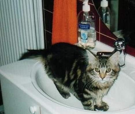 Maine Coon Djinni - Jeg tager lige et bad dejligt  billede 2