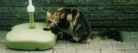 Maine Coon Djinni - Hvad mon der er i dette huld? billede 3