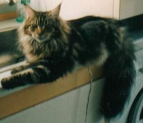 Maine Coon Djinni - Er jeg ik. bar dejlig? billede 4