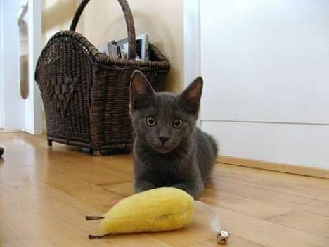 Blanding af racer Balloo *død* billede 9