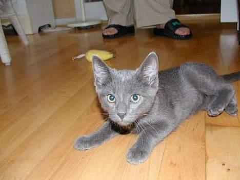 Blanding af racer Balloo *død* billede 8