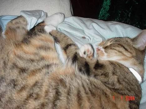 Blanding af racer Celine *solgt* - *sove* billede 8