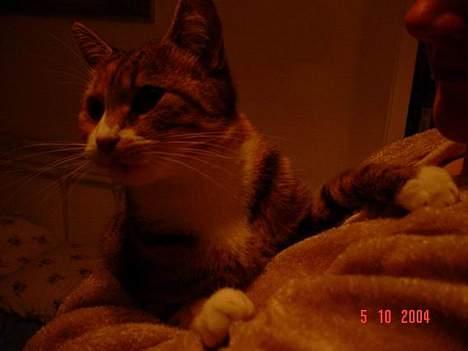 Blanding af racer Celine *solgt* - hej billede 9