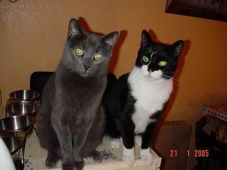 Blanding af racer Balloo *død* - vi sidder lige her og kigger - mig og bølle bobber billede 10