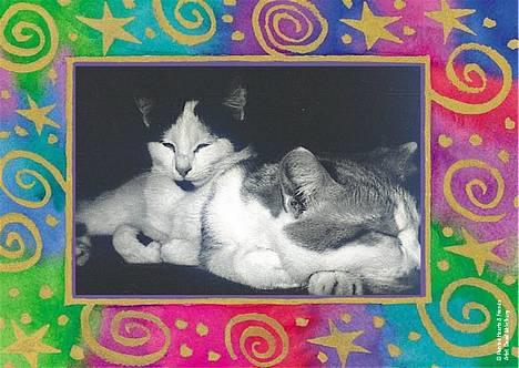 Blanding af racer Maxine - Maxine og storebror Kitti billede 1