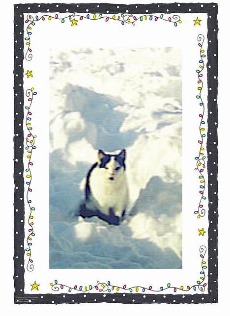 Blanding af racer Maxine - maxines første vinter  billede 2