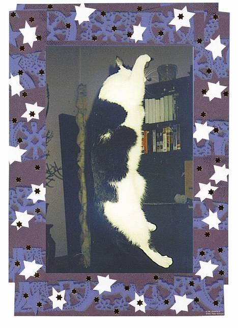 Blanding af racer Maxine - Højdespringer billede 3