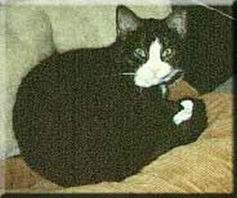 Huskat Victor (forsvundet) - Victor - min første kat, som forsvandt sporløst en dag for 10 år siden... :-( billede 1