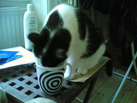 Huskat Amadea - Uhm... Frisk Senseo kaffe. Let afkølet billede 9