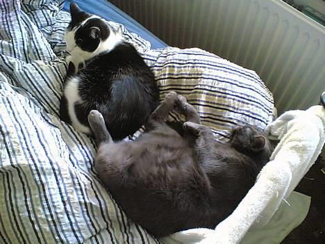 Huskat Amadea - Miranda må da gerne være her. Sådan da billede 10